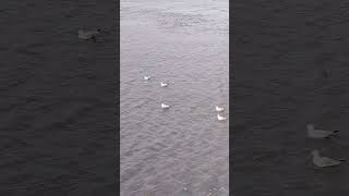 समुद्री गल #viralvideo seagull Dance #2024 #shortsviral | Seagull Birds | Rewas |