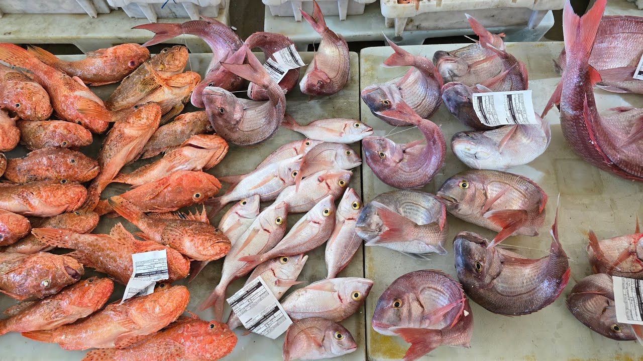 هكذا يتم بيع و تسويق مصطادات مراكب الصيد من الأسماك داخل سوق السمك