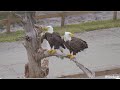 SWFL Eagles ~ M15 Brings In Breakfast &amp; Lunch For F23! 🐟 🐦 Eating &amp; Mating On Snag!  11.22.23