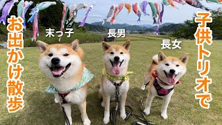 柴犬子供トリオでお出かけしたら笑顔垂れ流しでした！