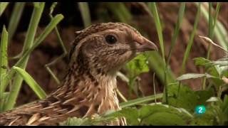 Grandes DocumentalesAlemania salvaje 2 Bosques