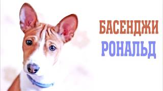 Басенджи Рональд. Basenji puppy Ronald Басенджи Рональд. Basenji puppy Ronald