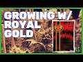 Royal gold soil mixes breakdown