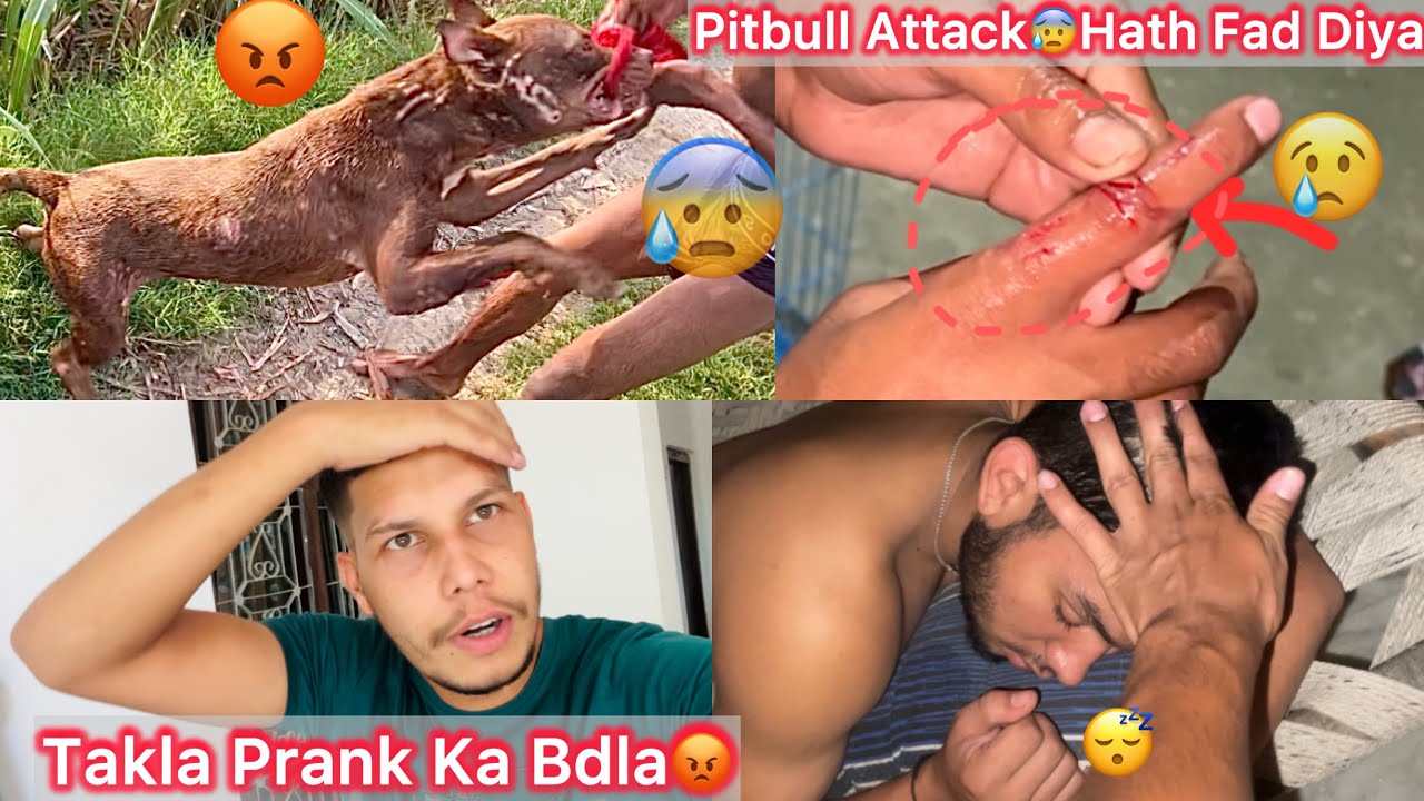 Pitbull N Hamla Kar Diya😰Hath Pakad Liya😡
