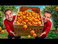 قصص الطفوله سرقنا انا وسلامه شجر الحاره وانفضحنا قصص الطفوله سرقنا انا وسلامه شجر الحاره وانفضحنا