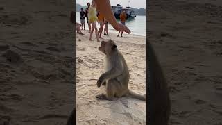 Opice Na Pláži. Tohle Nikdy Nedělejte , To Muže Leda Tak Místní.