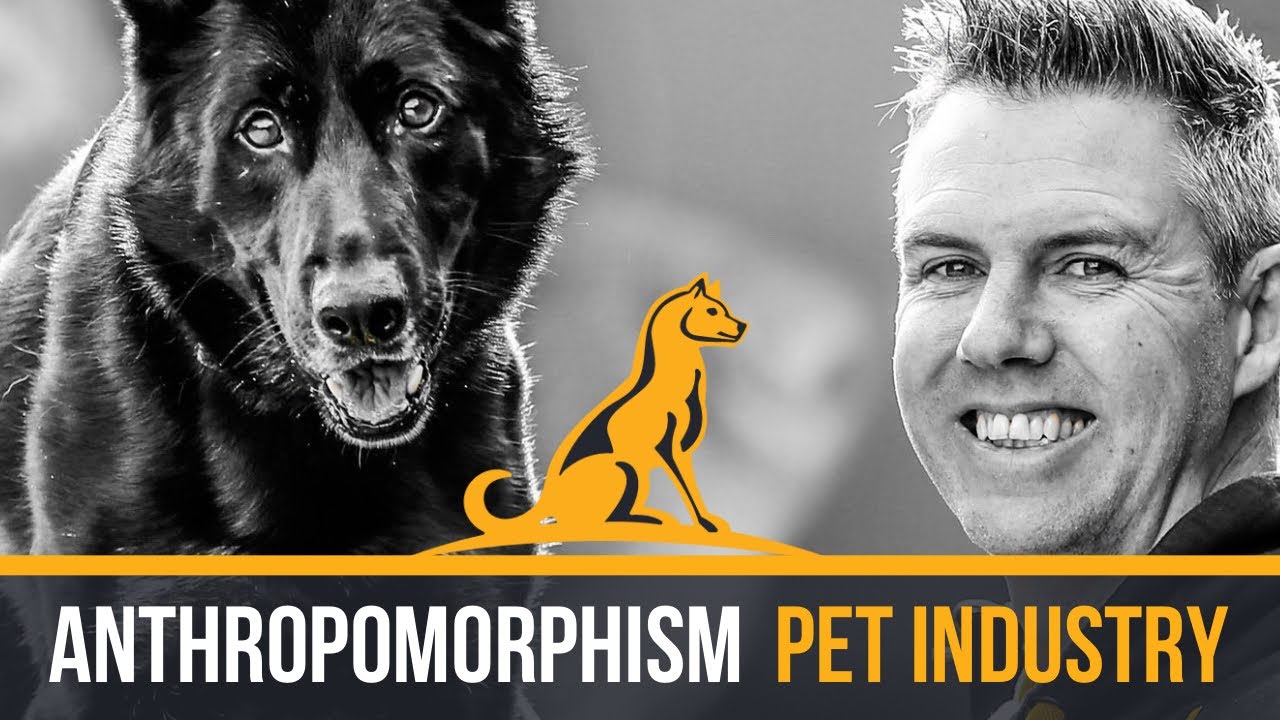ANTHROPOMORPHISM: Dog Industry