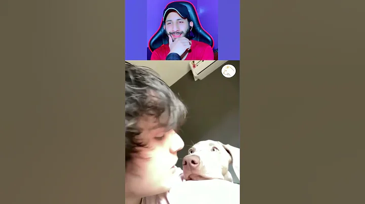 Video 4752841: best funny cats dogs, cutest cats dogs, enjoy best funny cats, pets funny animals