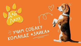 КАК НАУЧИТЬ СОБАКУ КОМАНДЕ ЗАЙКА (СУСЛИК)