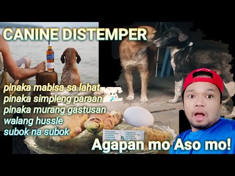 Видео: Canine Distemper Virus хөдөлж байна, бас үсрэх хөлөг онгоц