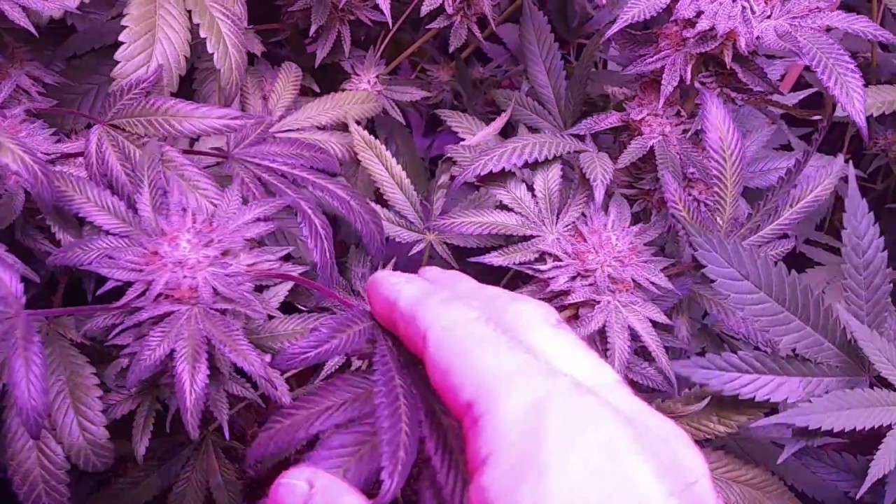 21+only..Platinum girl Scout cookies purple phenotype