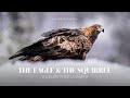 Swedish Lapland stories: Ep. 35 — THE EAGLE AND THE SQUIRREL