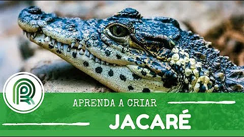 O que combina com carne de jacaré?