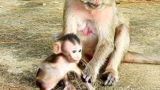 Baby monkey Amy and mother scare , what happens to them.