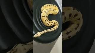 Ball Python Killerbee Ph Pied #reptiles #ballpythonmorph #ballpython #ballpythonsnake #ballpythons