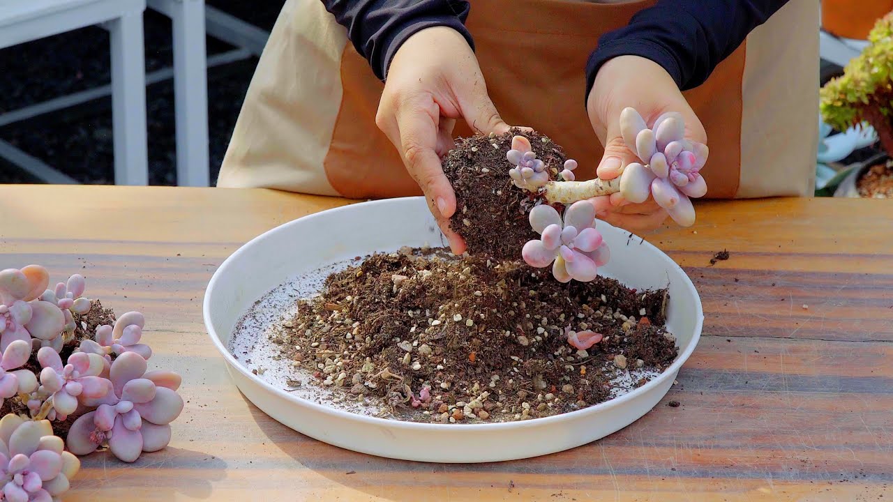 How to Repot Succulents to  Keep Them Healthy and Get Vibrant Colors