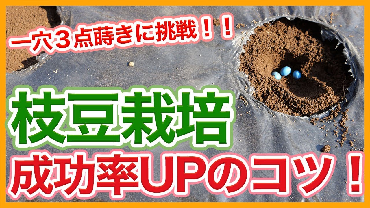 Tips for growing green soybeans from a Japanese farmer ! - YouTube