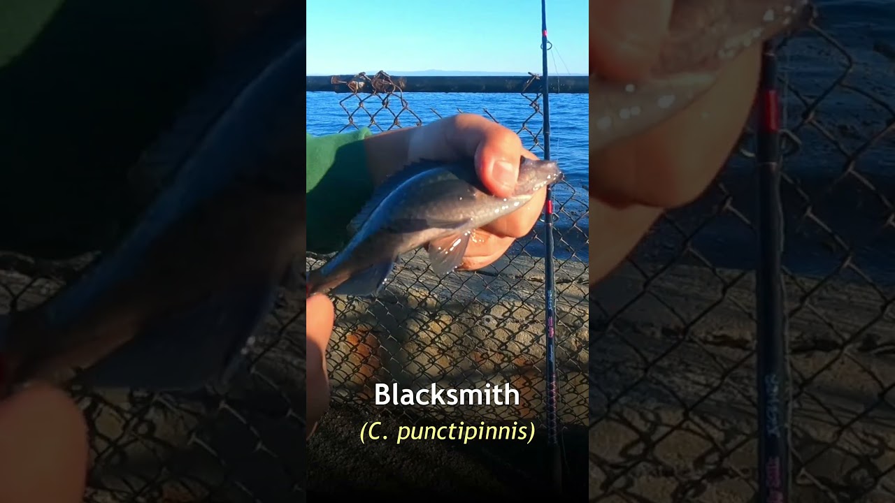 Coast Guard Pier Fishing Tip #1 . 3.b 