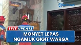 The Moment a Monkey Escaped the Cakung Mosque, It Went Berserk and Bit a Resident Before Being Ev...