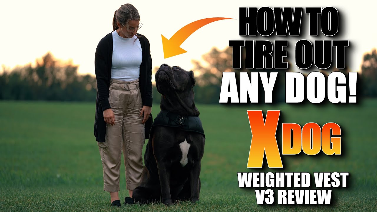 DO THIS To Tire Out ANY Dog - Xdog V3 Weighted Vest Review 🦺 