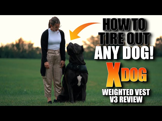 Do This To Tire Out Any Dog - Xdog V3 Weighted Vest Review - Youtube