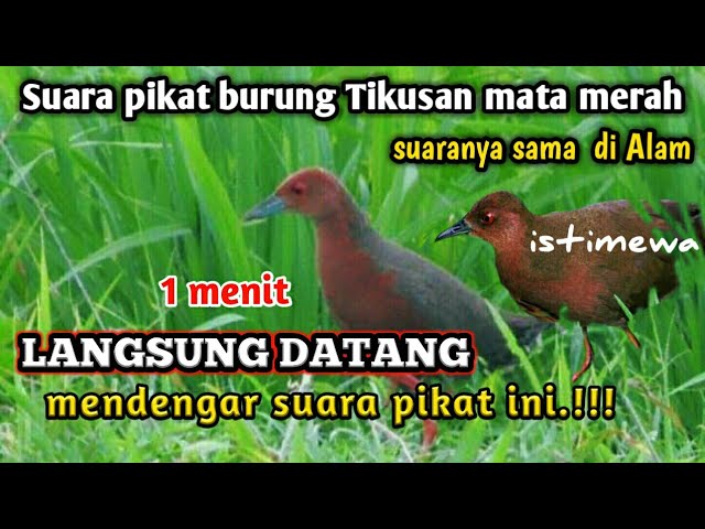 suara pikat burung Tikusan mata Merah jantan & betina Joss class=