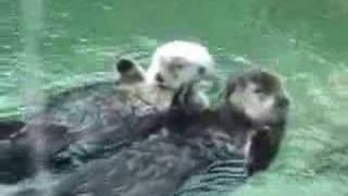 Otters Holding Hands