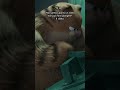 Abbiamo qualcosa nell'occhio 😭 | Garfield: Una Missione Gustosa