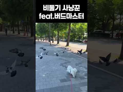 비둘기사냥꾼 강아지 #분노의질주 #강아지쇼츠 #강아지일상 #화이트포메라니안 #애견영상 #포메일상 #강아지브이로그
