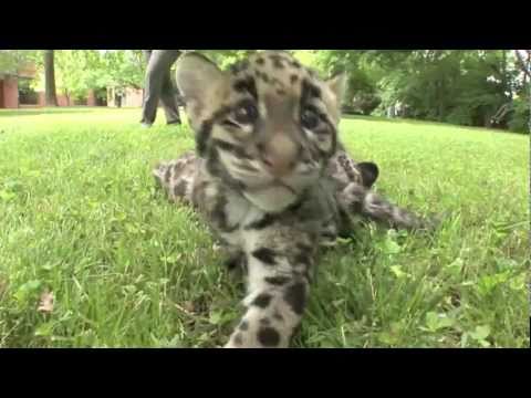 Update - Newborn Clouded Leopard Cubs - 2 month old