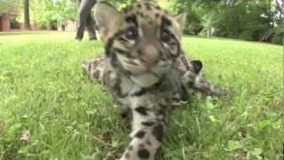 Update - Newborn Clouded Leopard Cubs - 2 month old