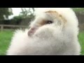 Barn owl chicks and banshees with Birdwatch Ireland on The Zoo