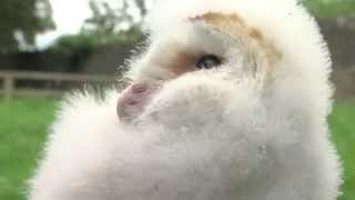 Barn owl chicks and banshees with Birdwatch Ireland on The Zoo