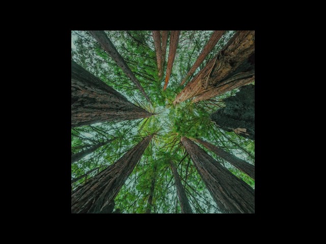 slenderbodies - tangled up