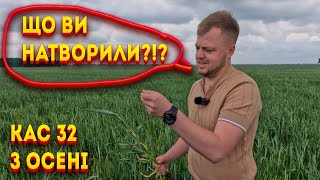 озима пшениця після кас 32 з осені, що трапилось....?😳4K