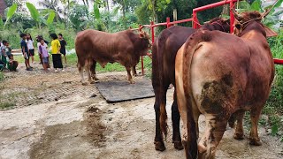 St Farm sedang live sekarang!