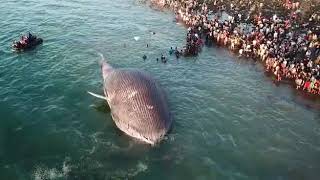 Paus Terdampar Di Kupang