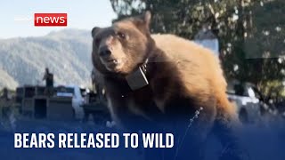 Orphaned bears released into the wild after a 9 month rehabilitation