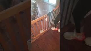 Chewy Dog Gate Install Review