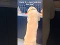 Nahi har baat pe Nahi 😤 || labrador|| #shorts #viralshorts #youtube #funny #trending #cute #memes