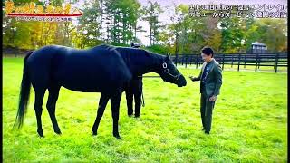 【競馬】三冠馬比較　コントレイルとオルフェーヴル