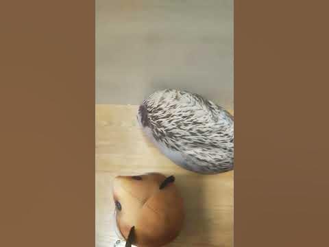 Шлёпа проиграли #анимация #игрушки #блоптоп #купить #можно #валберис # ...