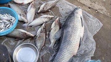 Thủy Quái Cá Trắm Đen Khủng,Cá Ngạnh To Hồ Thủy Điện Thác Bà,Chợ Thác Bà,Tuyên Quang TV 