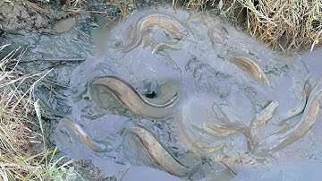 Ra đồng tát mương mùa lúa chín bắt cá | Bông lúa Miền Tây