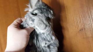 Моя Королевская Персидская Ангора! Морфуша Нервничает))) Моя Королевская Персидская Ангора! Морфуша Нервничает)))