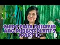 GUIDE PARA BUHAYIN ANG  RUBBER PLANT PART 2