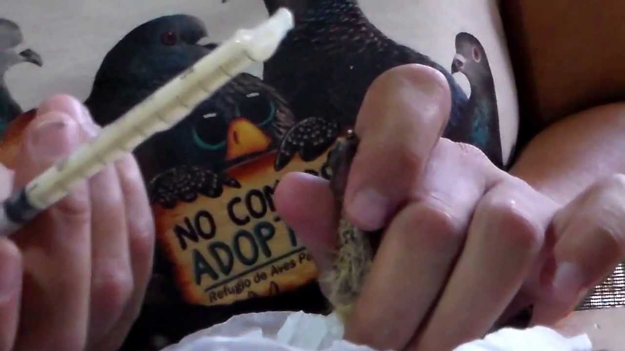 Cómo alimentar un pichon de torcaza de 5 dias