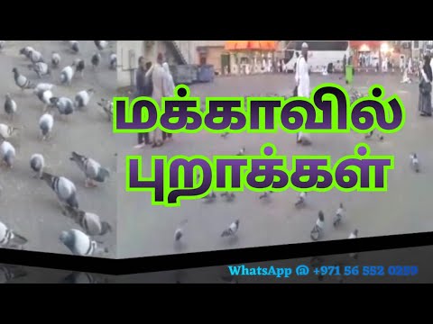 மக்காவில்-புறாக்கள்---மெளலவி-ஹாஜி-n.-s.-அப்துல்-காதிர்-ஆலிம்-|-#102-|-feel-good