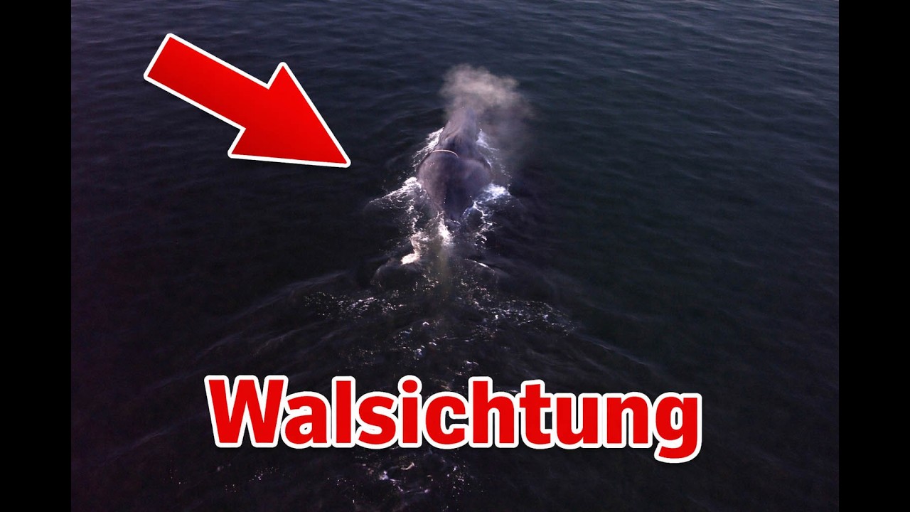 Finnwal weiter auf Irrwegen: Junger Drohnenpilot filmt Giganten der Meere in der Lübecker Bucht