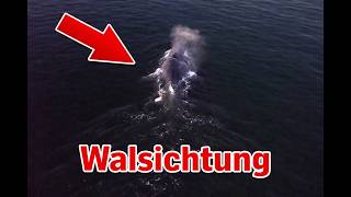 Finnwal weiter auf Irrwegen: Junger Drohnenpilot filmt Giganten der Meere in der Lübecker Bucht